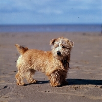 Picture of norfolk terrier standing on a beach, nanfan sage