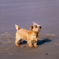 Picture of norfolk terrier standing on a beach