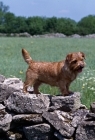 Picture of norfolk terrier standing on a wall