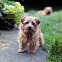 Picture of norfolk terrier standing on a path
