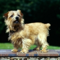 Picture of norfolk terrier standing on a wall