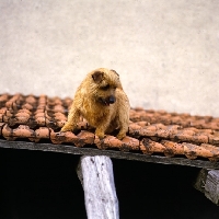 Picture of norfolk terrier standing on a roof