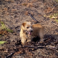 Picture of norfolk terrier standing on bracken