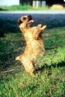 Picture of norfolk terrier standing on hind legs