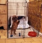 Picture of norfolk terrier standing on hind legs in a pen