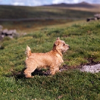 Picture of norfolk terrier standing on the hillside