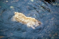 Picture of norfolk terrier swimming, head under water, looking for stones to pick up, on dartmoor