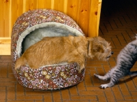 Picture of norfolk terrier, toffee, repulsing feral x kitten, ben, 