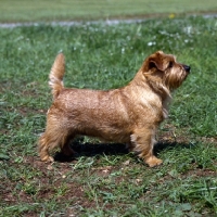 Picture of norfolk terrier undocked standing on grass