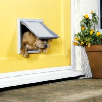 Picture of norfolk terrier using dog door