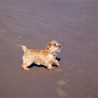 Picture of norfolk terrier walking on a beach