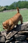 Picture of norfolk terrier walking on a wall