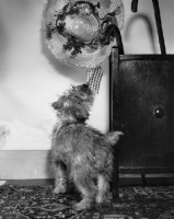 Picture of Norfolk Terrier with a sun hat