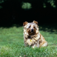 Picture of norfolk terrier with blown coat and flying ears sitting on grass