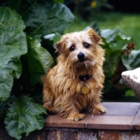 Picture of norfolk terrier with blown coat sitting on a wall