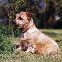 Picture of norfolk terrier with collar and name tag