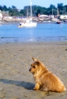 Picture of norfolk terrier with ears flying in the wind