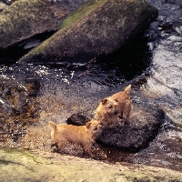 Picture of norfolk terriers on rocks by water