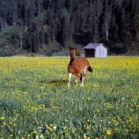 Picture of noric foal in austrian field