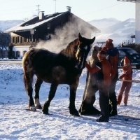 Picture of noric horse at races in snow, steaming after running