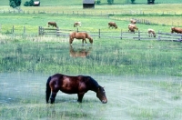 Picture of noric horse drinking water in austria