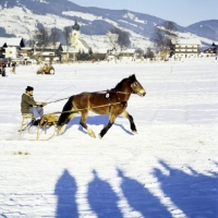 Picture of noric horse in trotting race on snow at kitzbuhel, austria