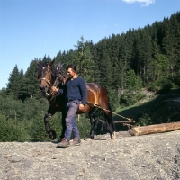 Picture of noric horse pulling logs on a path in austria