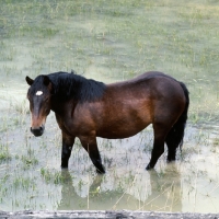 Picture of noric horse standing in water in an austrian valley 