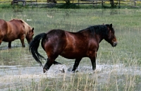 Picture of noric horse walking in water in austria