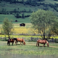 Picture of noric horses in an austrian valley 