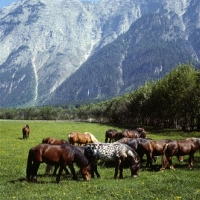 Picture of noric horses in an austrian valley 