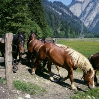 Picture of noric horses walking through gateway in austria