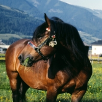 Picture of noric mare eating grass
