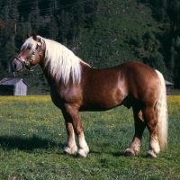 Picture of noric stallion in austria