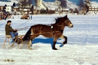Picture of noric trotting in snow at kitzbuhel
