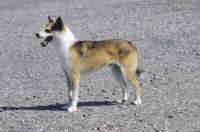 Picture of Norsk Lundehund standing on gravel