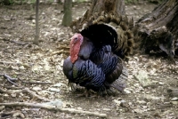 Picture of north american wild turkey