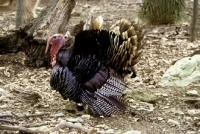 Picture of north american wild turkey