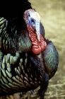 Picture of north american wild turkey