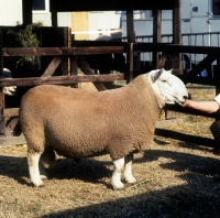 Picture of north country cheviot sheep side view