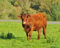 Picture of North Devon cow standing on grass