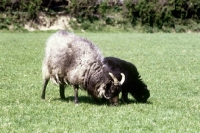 Picture of north ronaldsay ewe and lamb grazing