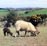 Picture of north ronaldsay ewe and lambs at hele farm devon