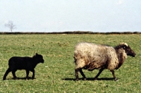 Picture of north ronaldsay ewe and lamb