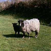 Picture of north ronaldsay ewe and lamb