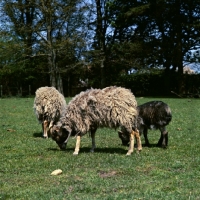 Picture of north ronaldsay ewes and lamb grazing