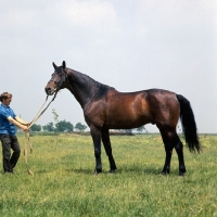 Picture of North Star Furioso mare at MezÅ‘hegyes