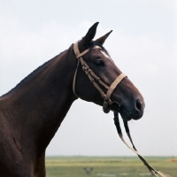 Picture of North Star mare head study at MezÅ‘hegyes