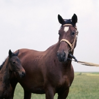 Picture of North Star mare with foal at MezÅ‘hegyes