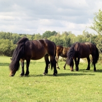 Picture of north swedish horses grazing in sweden